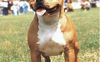 American Sraffordshire Terrier 3